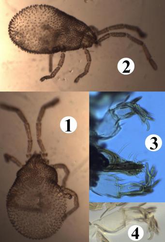 Réf. 196 990 : Fessonia papillosa